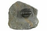 Curled Proetid (Gerastos) Trilobite Fossil - Morocco #377318-3